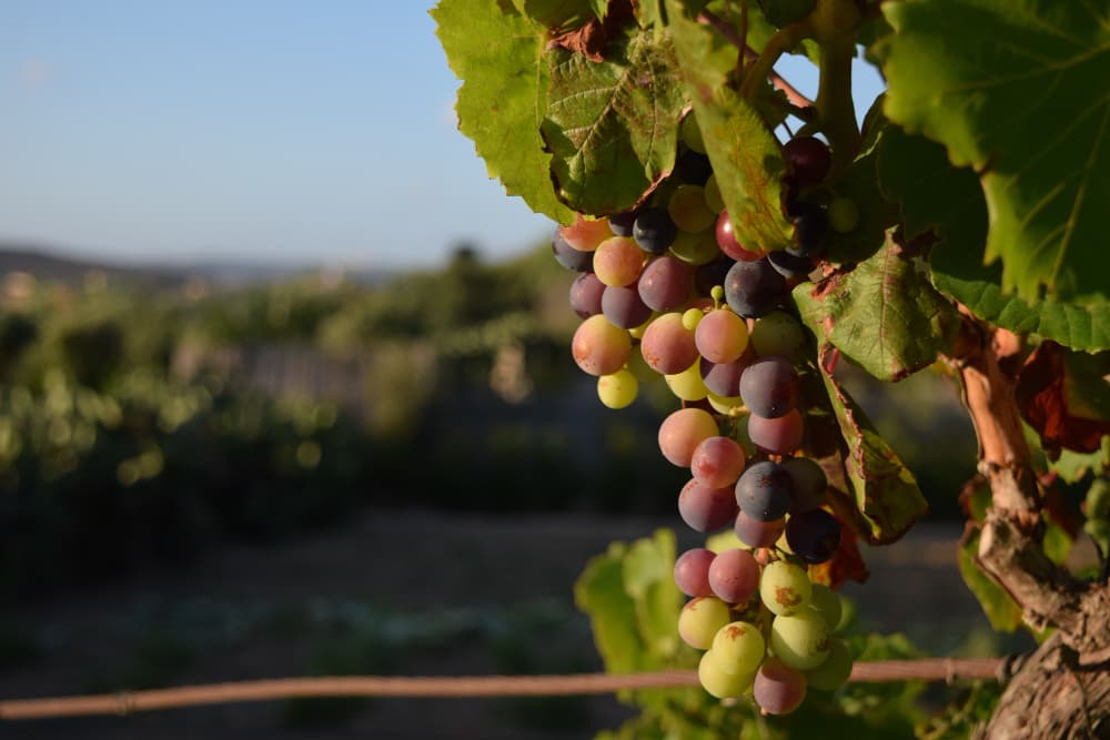 Travailler sous la chaleur des vendanges : quelle tenue pour rester au frais et à l’aise ?